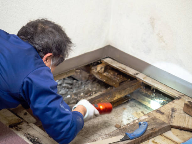 Best Mold Testing  in Jefferson, NC