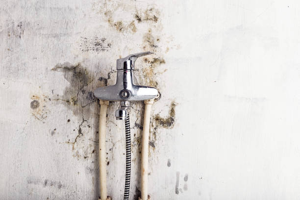 Trusted Jefferson, NC Mold Removal Experts