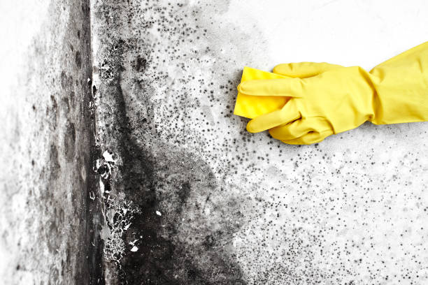 Best Same-Day Mold Removal  in Jefferson, NC