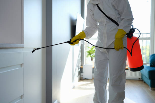 Best Mold Removal Company Near Me  in Jefferson, NC