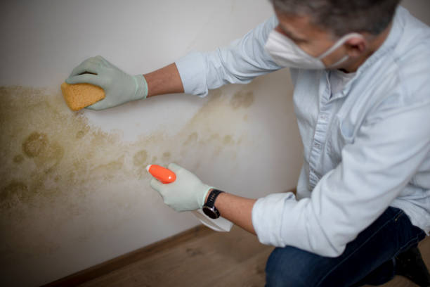 Best Best Mold Removal Companies  in Jefferson, NC