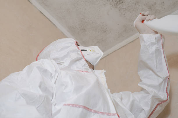 Best Commercial Mold Removal  in Jefferson, NC