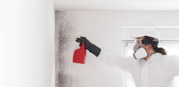 Best Toxic Mold Removal  in Jefferson, NC