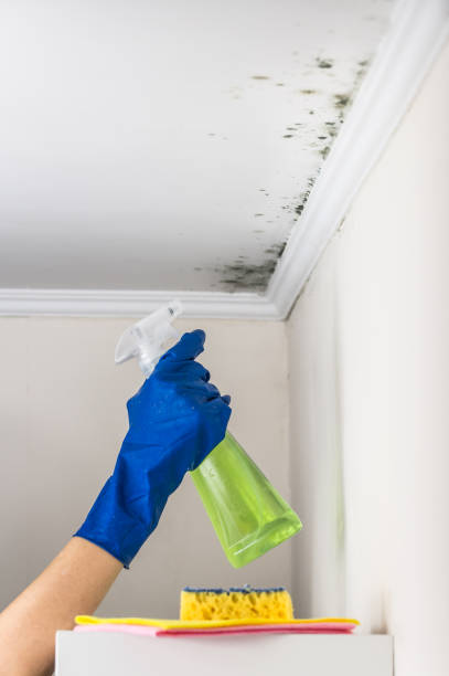 Best Office Mold Removal Services  in Jefferson, NC